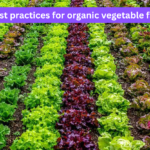 What are the best practices for organic vegetable farming?