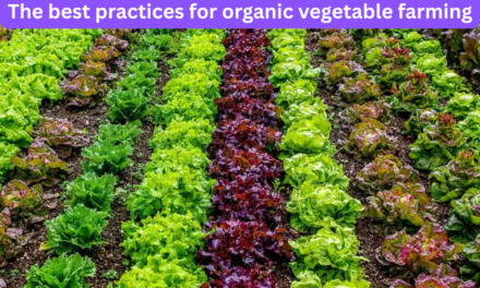 What are the best practices for organic vegetable farming?