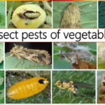 What are the major pests affecting vegetable crops, and how are they managed?