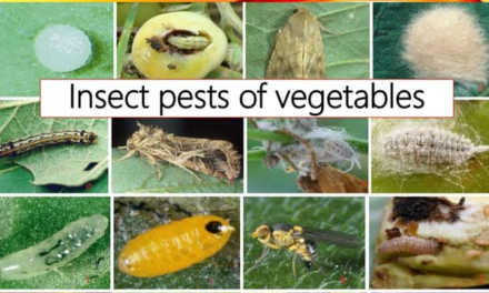 What are the major pests affecting vegetable crops, and how are they managed?