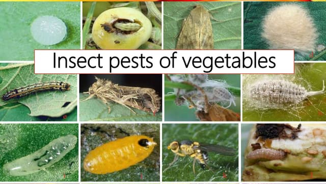 What are the major pests affecting vegetable crops, and how are they managed?