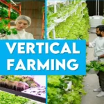 How can vertical farming benefit urban vegetable growers?