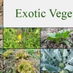 What are the major challenges of growing exotic vegetables?
