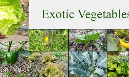 What are the major challenges of growing exotic vegetables?