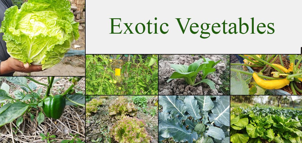 What are the major challenges of growing exotic vegetables?