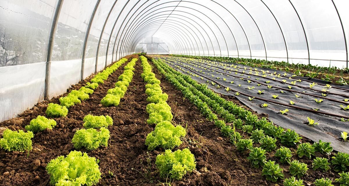 How does temperature control affect greenhouse vegetable farming?