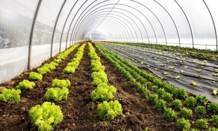 How does temperature control affect greenhouse vegetable farming?