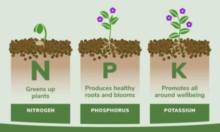 What are the primary nutrients in fertilizers (NPK) and their roles in plant growth?
