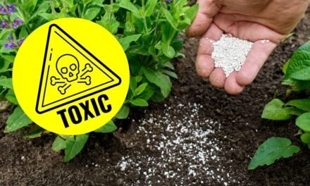 What are the environmental impacts of overusing chemical fertilizers?
