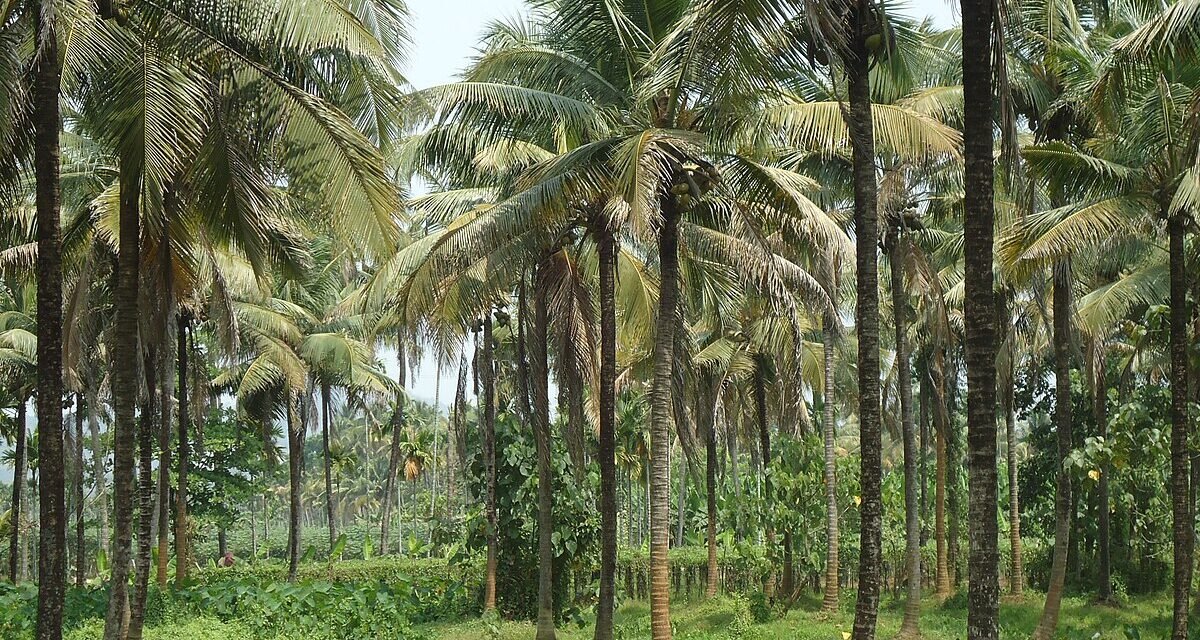 As the government moves coconut cultivation to the horticulture department, farmers are divided.