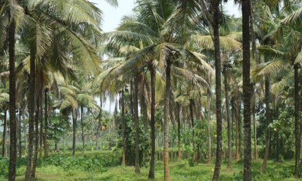 As the government moves coconut cultivation to the horticulture department, farmers are divided.