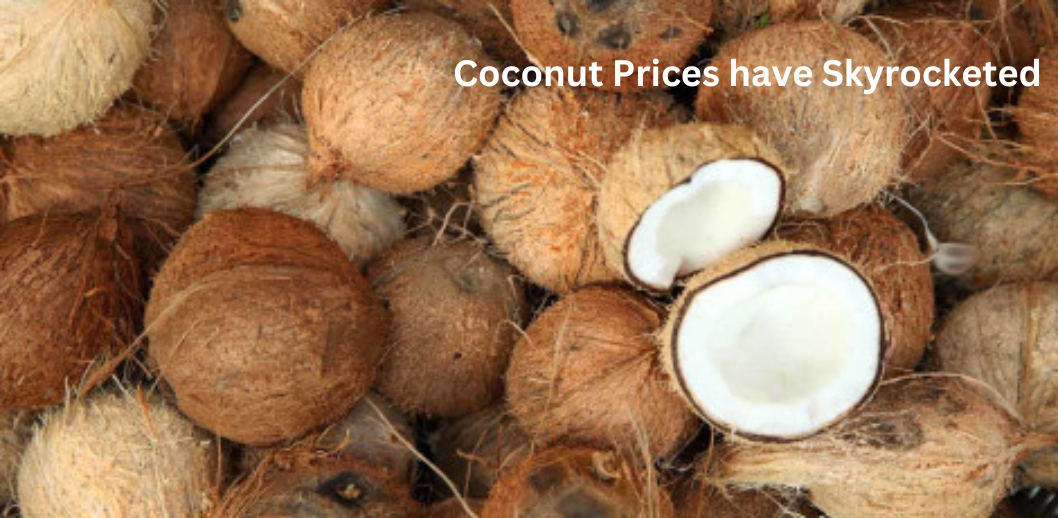 Due to a sharp decline in pollachi yield, coconut prices have skyrocketed.