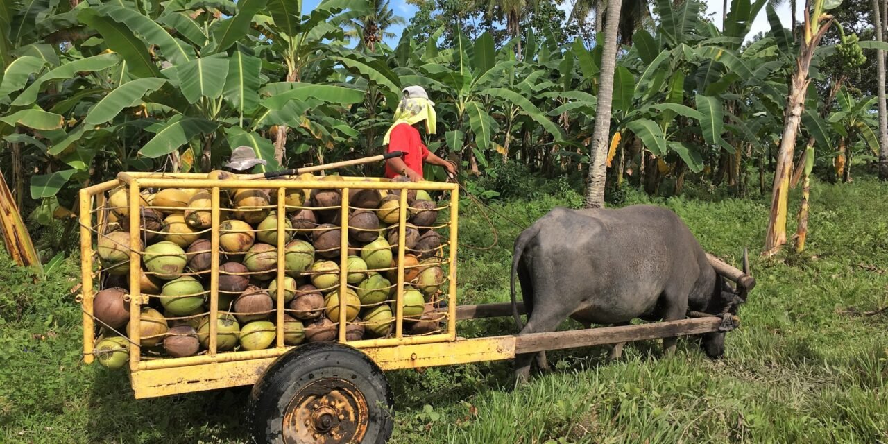 How Rural Livelihoods Are Being Transformed by Coconut Farming
