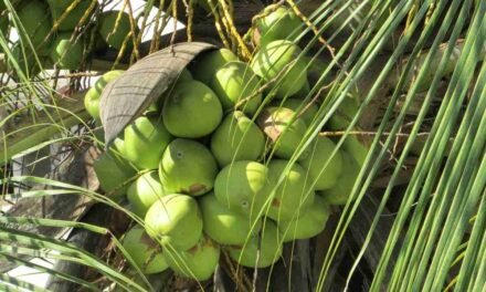 Growing Coconuts as a Future Climate-Smart Agricultural Solution