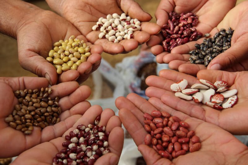 Tamil Nadu Farmers Seek Improved Seed Varieties for Better Yields