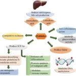 What is the role of probiotics in driving demand for functional dairy products?