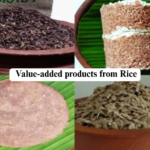How is rice processed into value-added products?
