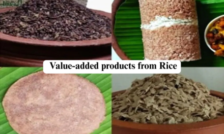 How is rice processed into value-added products?