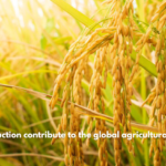 How does rice production contribute to the global agricultural supply chain?
