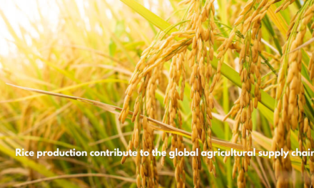 How does rice production contribute to the global agricultural supply chain?