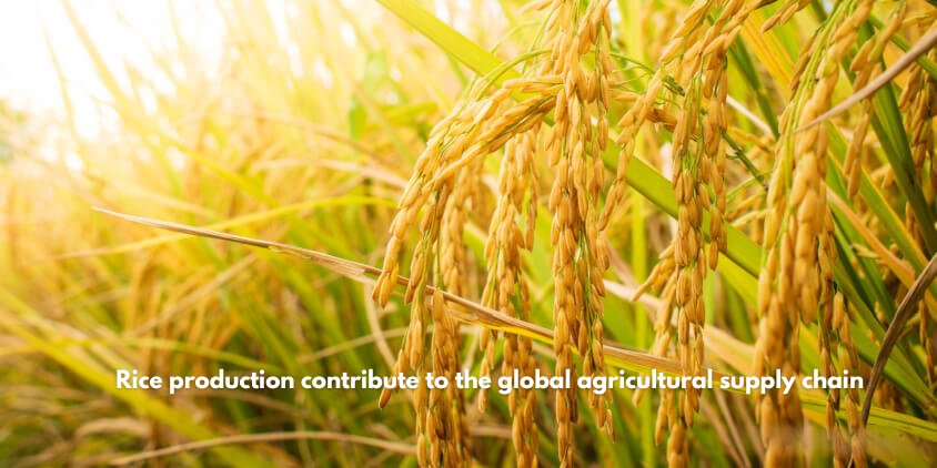 How does rice production contribute to the global agricultural supply chain?