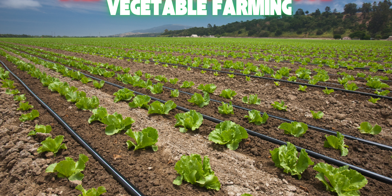 How can drip irrigation improve vegetable farming efficiency?