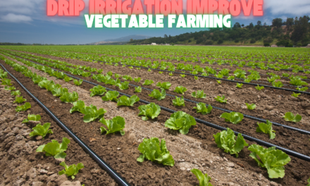 How can drip irrigation improve vegetable farming efficiency?