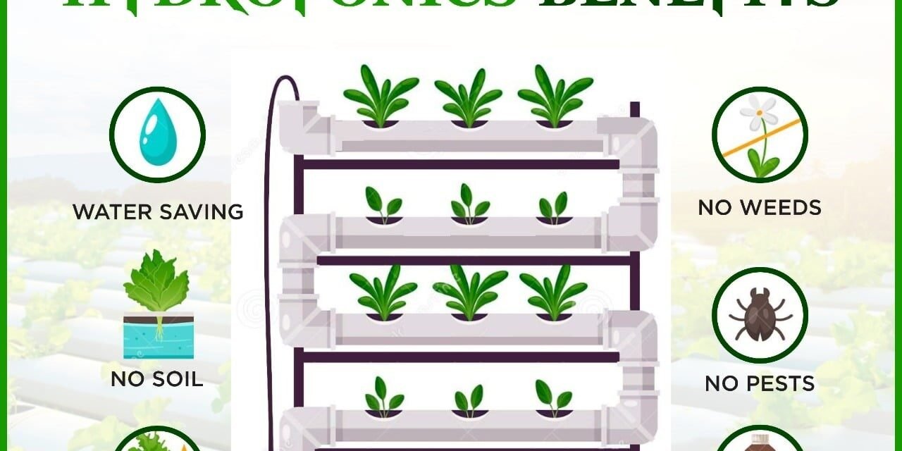 What are the benefits of hydroponics for growing fresh vegetables?