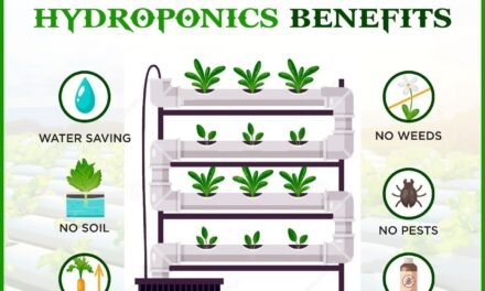 What are the benefits of hydroponics for growing fresh vegetables?