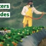 How do pesticides and fertilizers affect the quality of fresh vegetables?