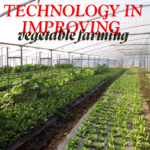 What is the role of technology in improving vegetable farming?