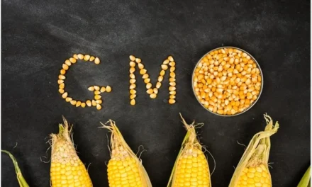 How does the use of genetically modified (GM) vegetables impact the agricultural industry?