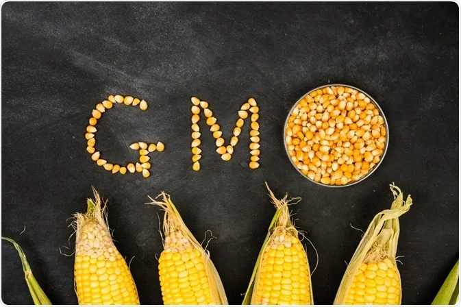 How does the use of genetically modified (GM) vegetables impact the agricultural industry?