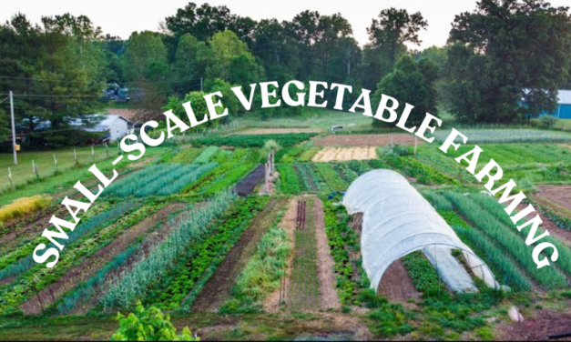 What are the essential tools for small-scale vegetable farming?