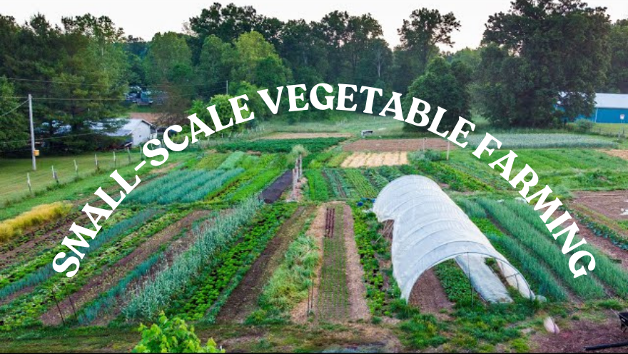 What are the essential tools for small-scale vegetable farming?