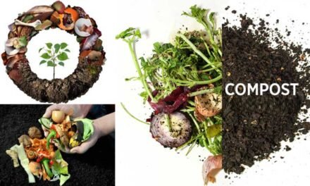 What is the role of compost as an organic fertilizer?