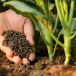 How do balanced fertilizers improve crop yields?