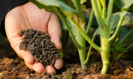 How do balanced fertilizers improve crop yields?