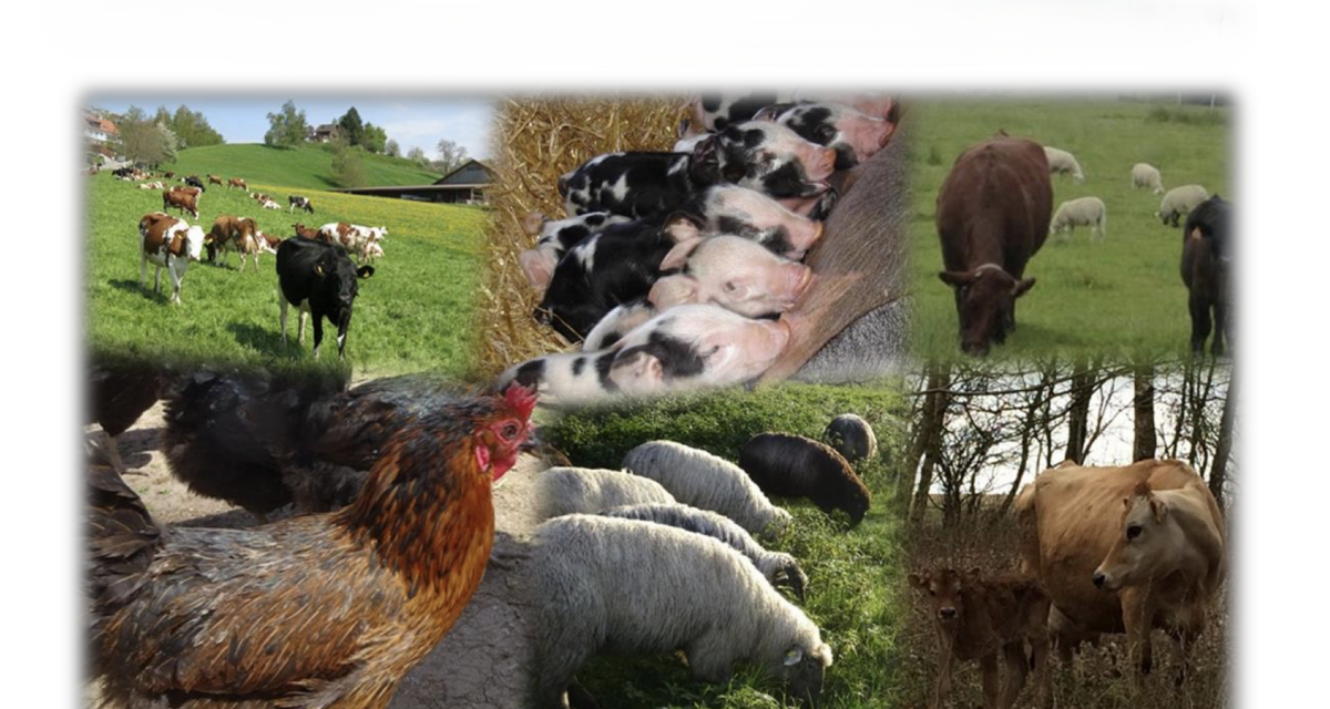 What are the best practices for sustainable animal husbandry in agriculture?