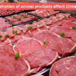 How does the consumption of animal products affect climate change?