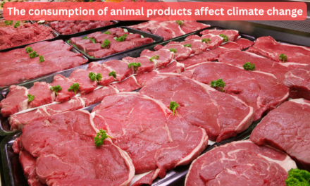How does the consumption of animal products affect climate change?
